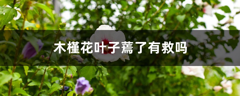 木槿花叶子蔫了有救吗 | 花卉通
